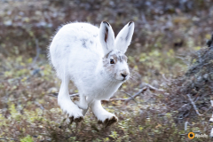 Metsäjänis vauhdissa