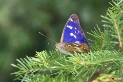 Pikkuhaiveperhonen