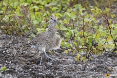 Pikkukuovi marssii pesälleen