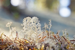Poronjäkälää
