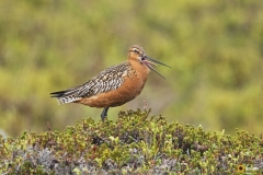 Punakuiri varoittaa