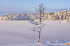 Rantamännyn käkkärä