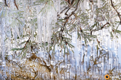 Rantamänty jääkuorrutuksessa