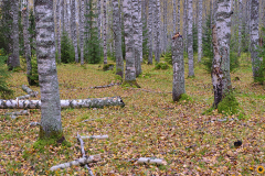 Ruskan sävyjä koivikossa