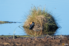Suokukkokoiras kevätpuvussaan