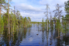 Vaskojoki tulvii