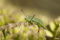 Viherlude